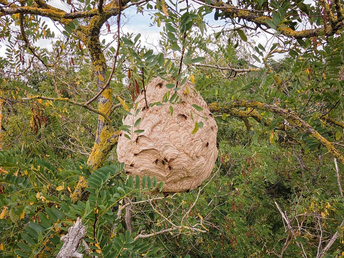 Destruction de nid de frelons Guingamp
