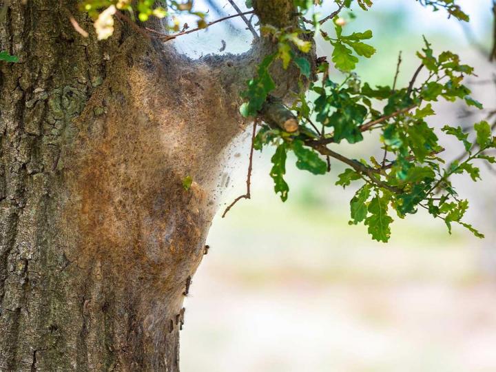 Spécialiste destruction de nid de frelons et de guêpes Guingamp